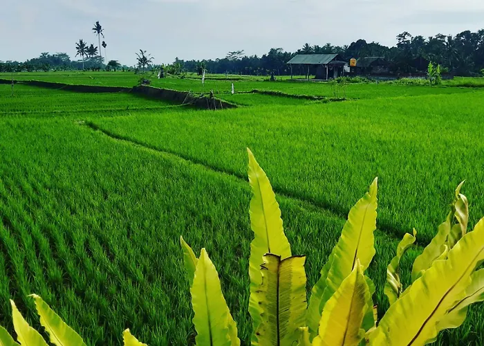 Popolan And 4* Ubud
